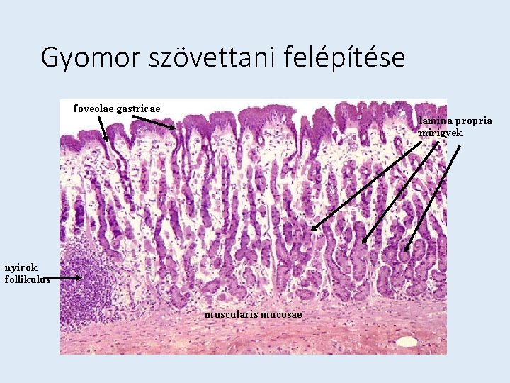 Gyomor szövettani felépítése foveolae gastricae lamina propria mirigyek nyirok follikulus muscularis mucosae 