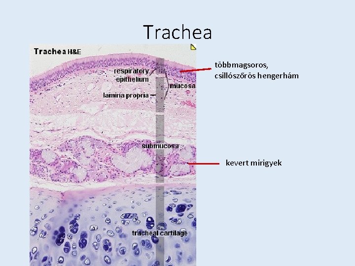 Trachea többmagsoros, csillószőrös hengerhám kevert mirigyek 