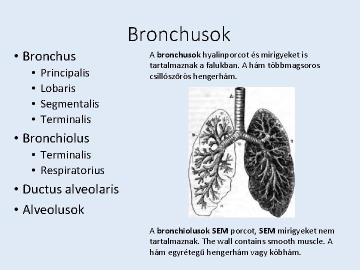 Bronchusok • Bronchus • • Principalis Lobaris Segmentalis Terminalis A bronchusok hyalinporcot és mirigyeket