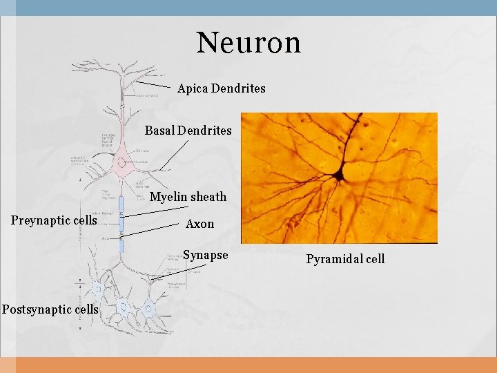 Neuron Apica Dendrites Basal Dendrites Myelin sheath Preynaptic cells Axon Synapse Postsynaptic cells Pyramidal