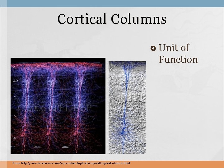 Cortical Columns Unit of Function From http: //www. iscarecrow. com/wp-content/uploads/myrvelcolumns. html 