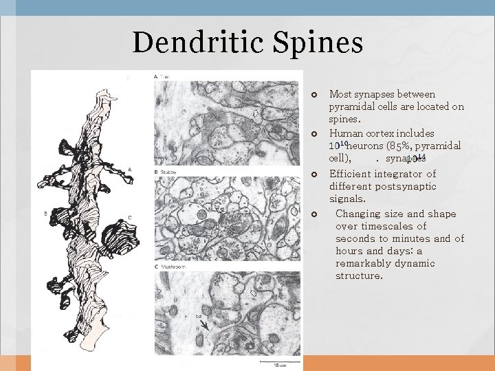 Dendritic Spines Most synapses between pyramidal cells are located on spines. Human cortex includes