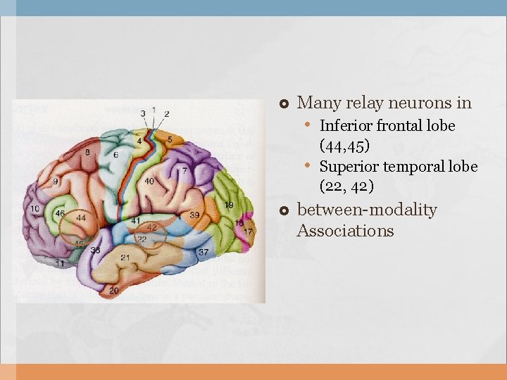  Many relay neurons in • Inferior frontal lobe • (44, 45) Superior temporal