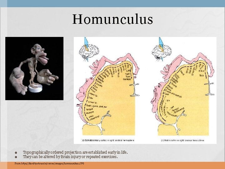 Homunculus Topographically ordered projection are established early in life. They can be altered by