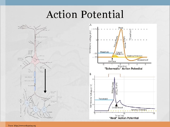 Action Potential From http: //www. wikipedia. org 