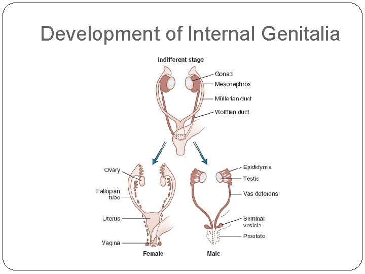 Development of Internal Genitalia 