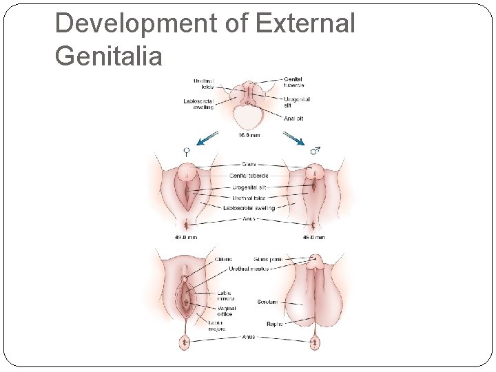 Development of External Genitalia 