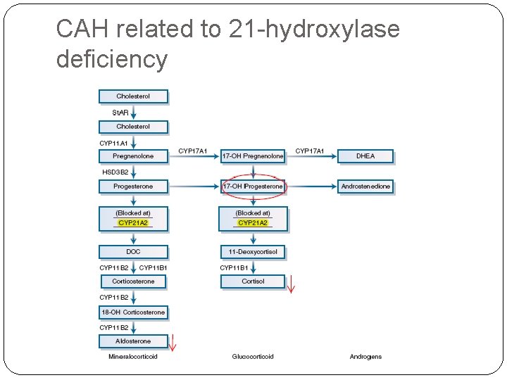CAH related to 21 -hydroxylase deficiency 