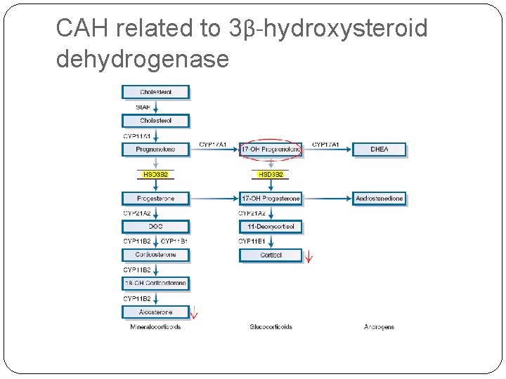 CAH related to 3β-hydroxysteroid dehydrogenase 