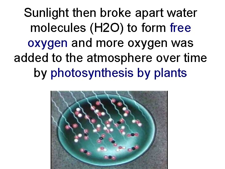 Sunlight then broke apart water molecules (H 2 O) to form free oxygen and