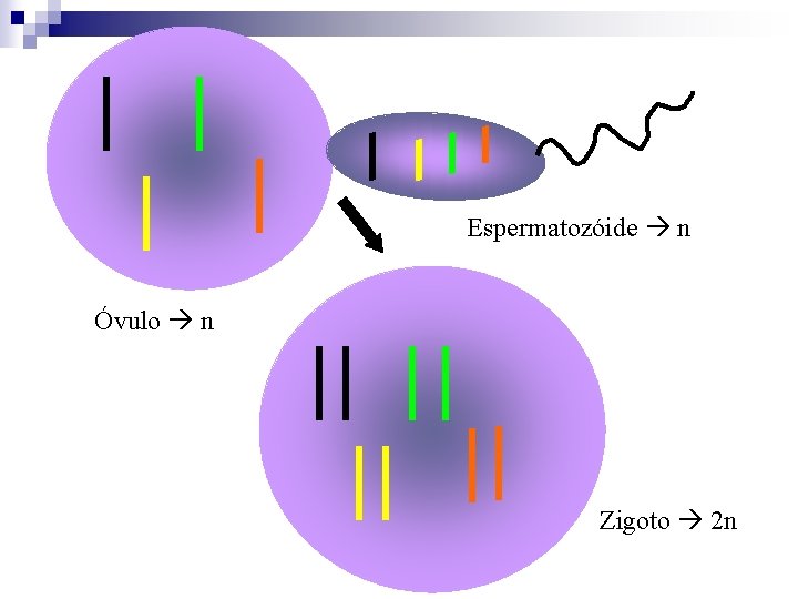 Espermatozóide n Óvulo n Zigoto 2 n 