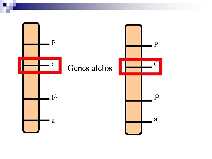 P P c C Genes alelos IA IB a a 