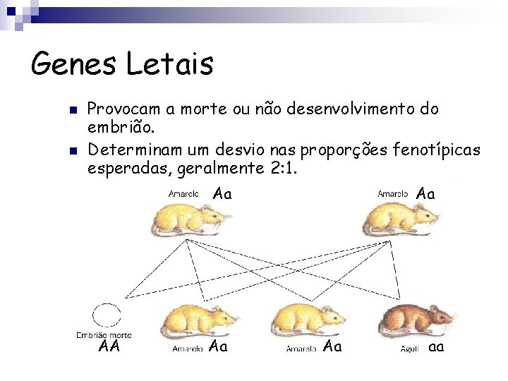 Genes Letais n n Provocam a morte ou não desenvolvimento do embrião. Determinam um