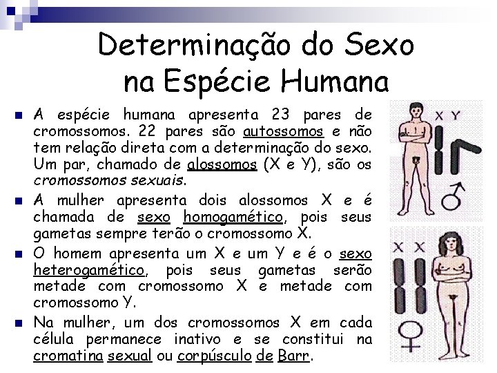 Determinação do Sexo na Espécie Humana n n A espécie humana apresenta 23 pares
