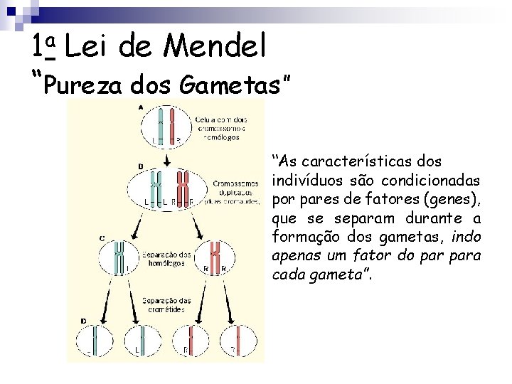 1 a Lei de Mendel “Pureza dos Gametas” “As características dos indivíduos são condicionadas