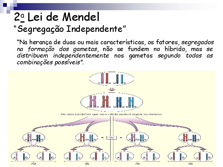 2 a Lei de Mendel “Segregação Independente” “Na herança de duas ou mais características,