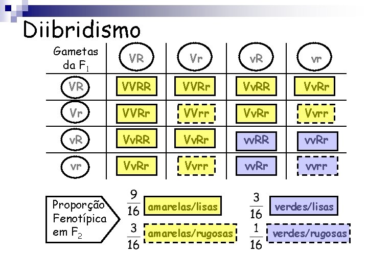Diibridismo Gametas da F 1 VR Vr v. R vr VR VVRr Vv. RR