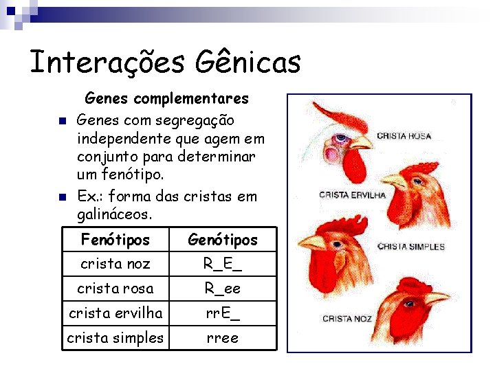 Interações Gênicas n n Genes complementares Genes com segregação independente que agem em conjunto