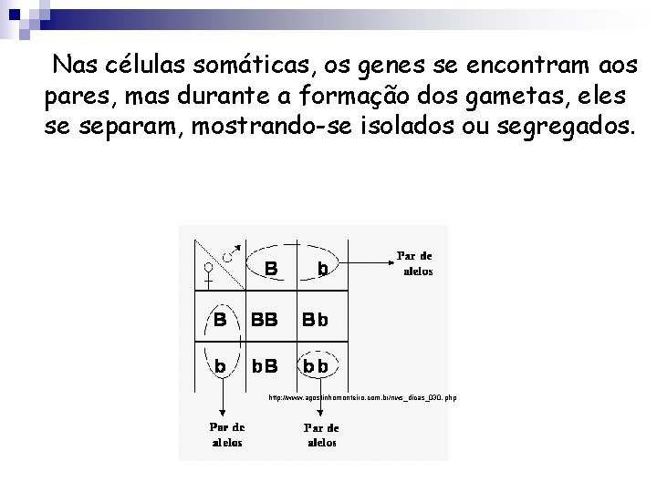 Nas células somáticas, os genes se encontram aos pares, mas durante a formação dos