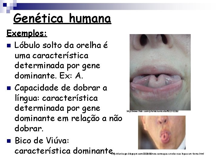 Genética humana Exemplos: n Lóbulo solto da orelha é uma característica determinada por gene