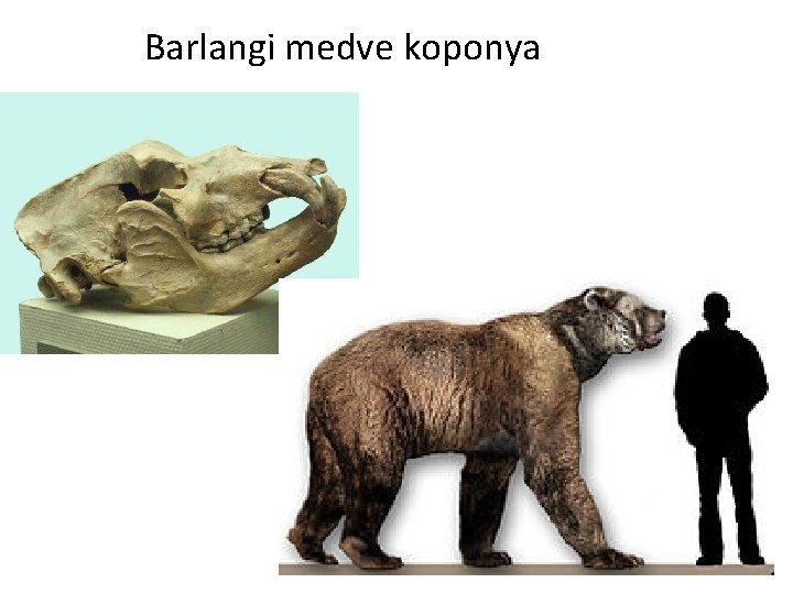 Barlangi medve koponya 