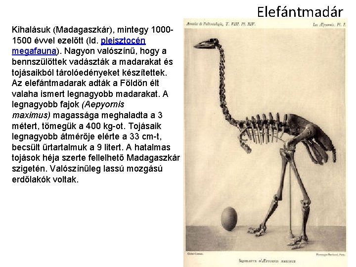 Elefántmadár Kihalásuk (Madagaszkár), mintegy 10001500 évvel ezelőtt (ld. pleisztocén megafauna). Nagyon valószínű, hogy a