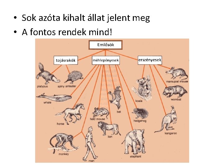  • Sok azóta kihalt állat jelent meg • A fontos rendek mind! 