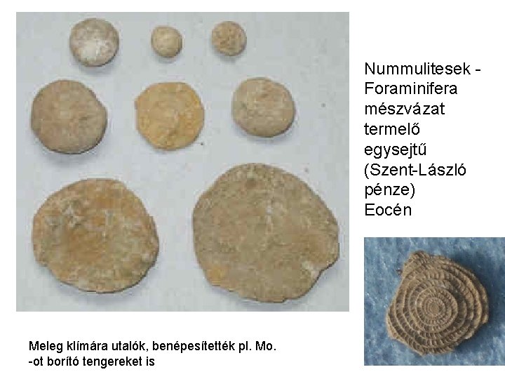 Nummulitesek - Foraminifera mészvázat termelő egysejtű (Szent-László pénze) Eocén Meleg klímára utalók, benépesítették pl.