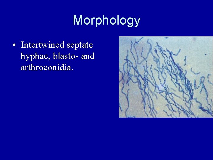 Morphology • Intertwined septate hyphae, blasto- and arthroconidia. 