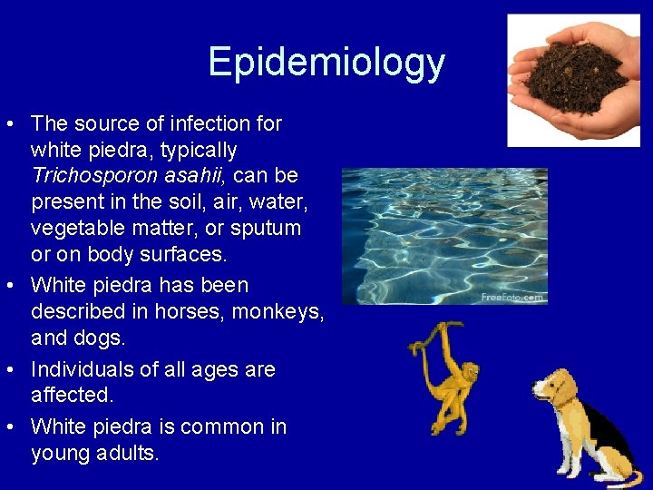Epidemiology • The source of infection for white piedra, typically Trichosporon asahii, can be