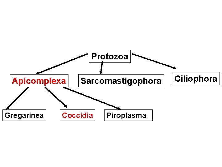 Protozoa Apicomplexa Gregarinea Sarcomastigophora Coccidia Piroplasma Ciliophora 