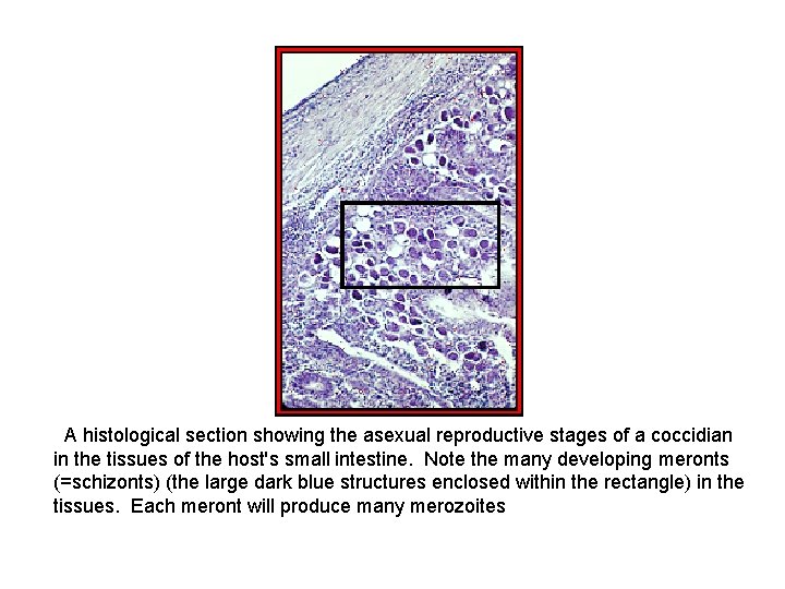  A histological section showing the asexual reproductive stages of a coccidian in the