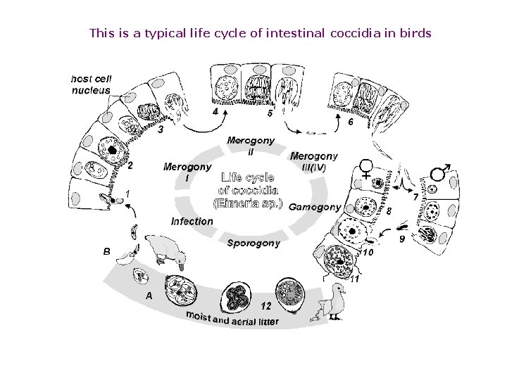 This is a typical life cycle of intestinal coccidia in birds 