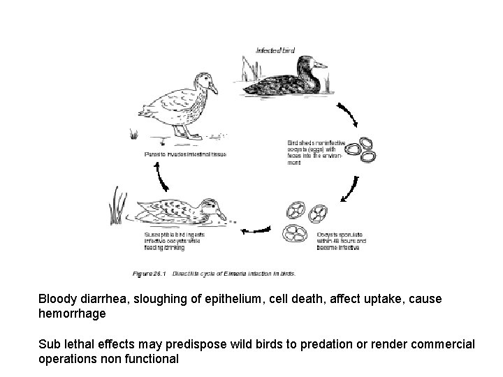 Bloody diarrhea, sloughing of epithelium, cell death, affect uptake, cause hemorrhage Sub lethal effects