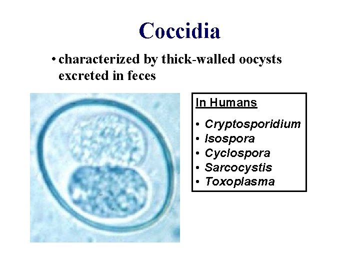 Coccidia • characterized by thick-walled oocysts excreted in feces In Humans • • •