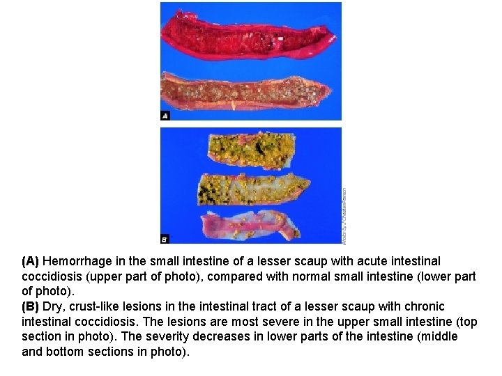 (A) Hemorrhage in the small intestine of a lesser scaup with acute intestinal coccidiosis