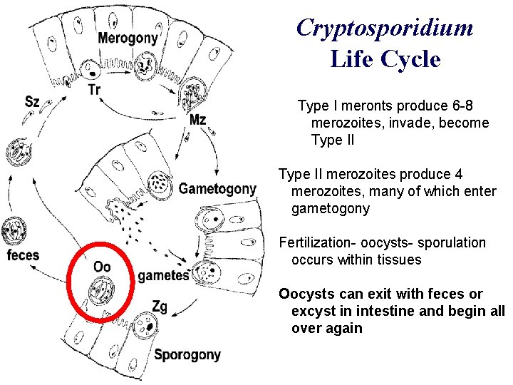 Cryptosporidium Life Cycle Type I meronts produce 6 -8 merozoites, invade, become Type II