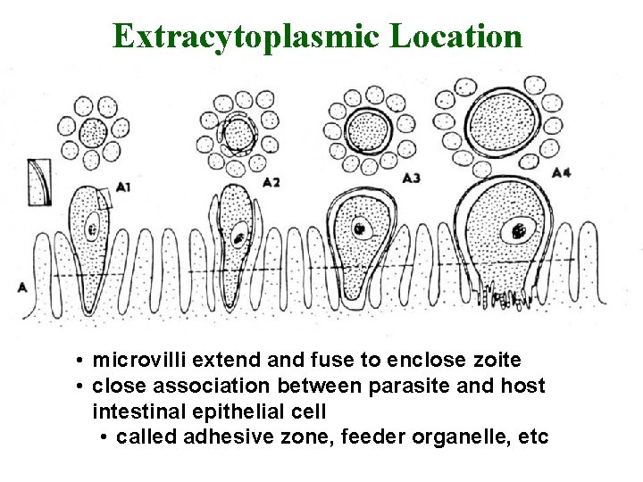 Extracytoplasmic Location • microvilli extend and fuse to enclose zoite • close association between
