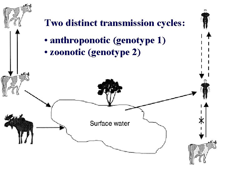 Two distinct transmission cycles: • anthroponotic (genotype 1) • zoonotic (genotype 2) 