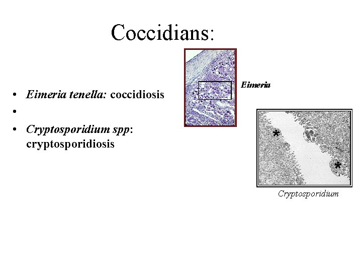 Coccidians: • Eimeria tenella: coccidiosis • • Cryptosporidium spp: cryptosporidiosis Eimeria Cryptosporidium 