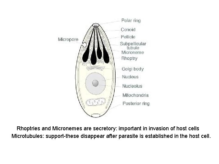 Rhoptries and Micronemes are secretory: important in invasion of host cells Microtubules: support-these disappear