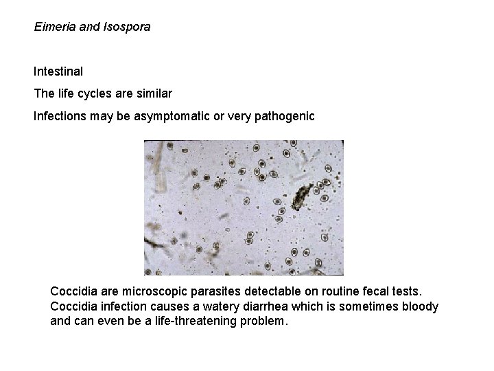 Eimeria and Isospora Intestinal The life cycles are similar Infections may be asymptomatic or
