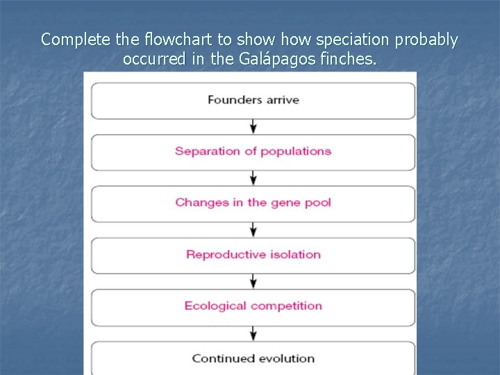 Complete the flowchart to show speciation probably occurred in the Galápagos finches. 