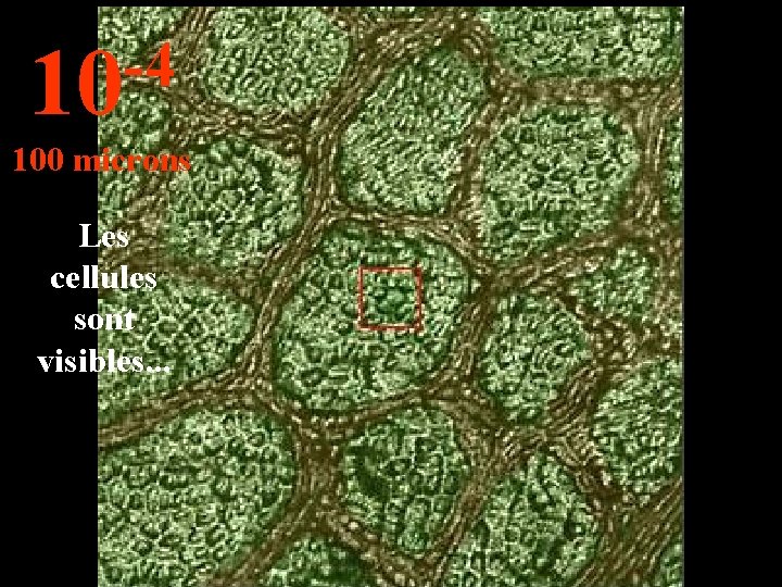 -4 10 100 microns Les cellules sont visibles. . . 