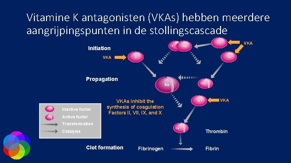 Vitamine K antagonisten (VKAs) hebben meerdere aangrijpingspunten in de stollingscascade VKA VII TF Initiation