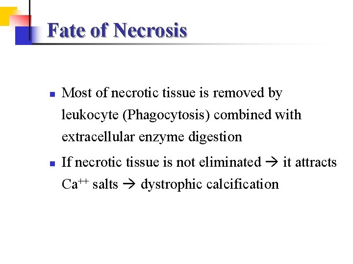 Fate of Necrosis n n Most of necrotic tissue is removed by leukocyte (Phagocytosis)