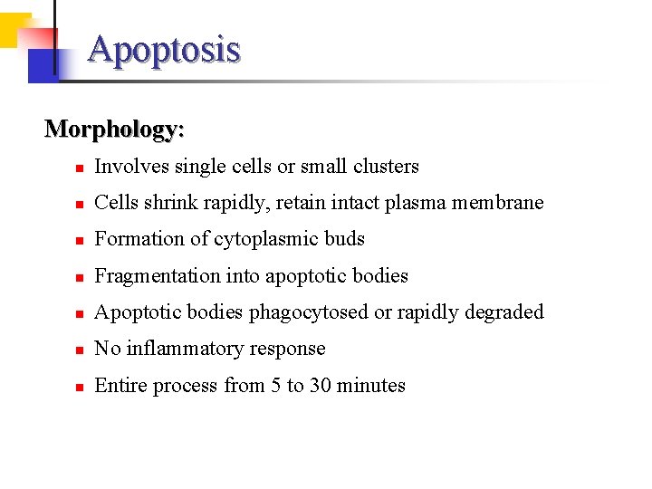 Apoptosis Morphology: n Involves single cells or small clusters n Cells shrink rapidly, retain