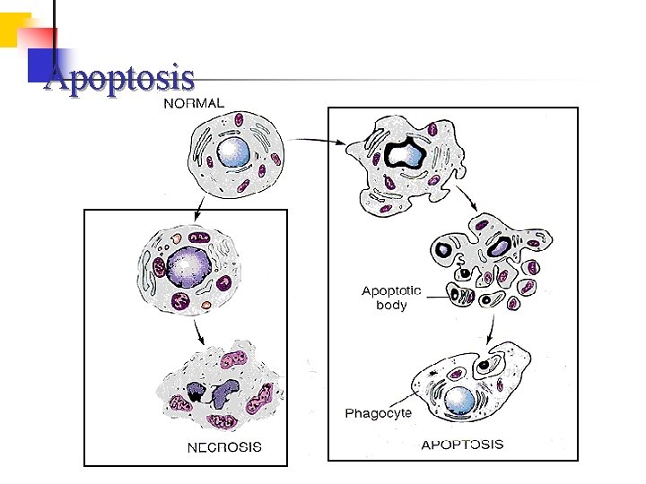 Apoptosis 