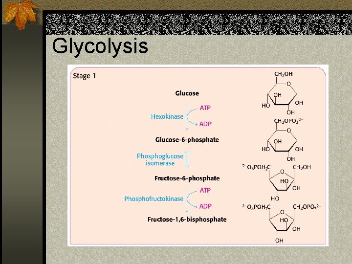 Glycolysis 