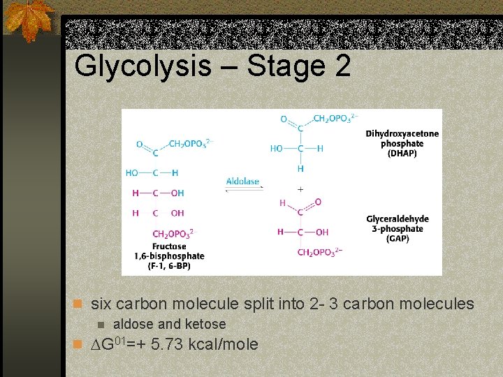 Glycolysis – Stage 2 n six carbon molecule split into 2 - 3 carbon